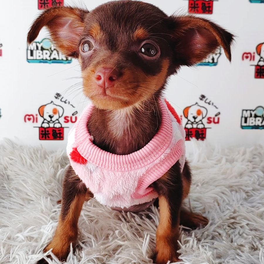 Pinshcer Puppy (Female) For Sale