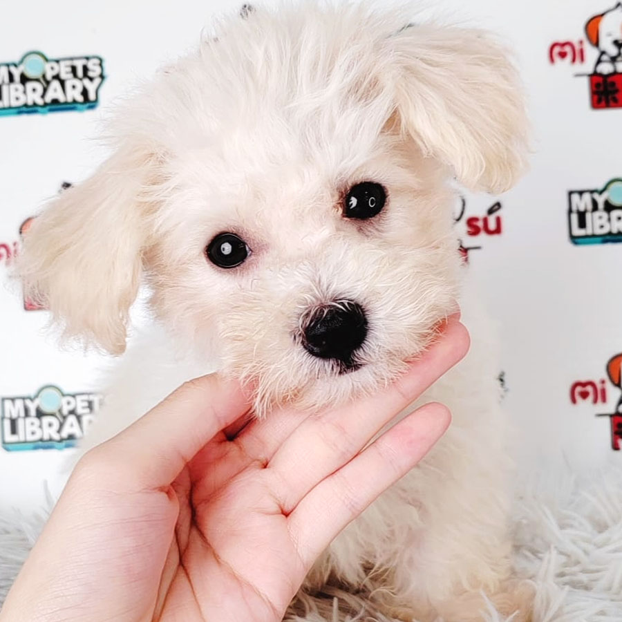 Toy Poodle Puppy (Female) For Sale