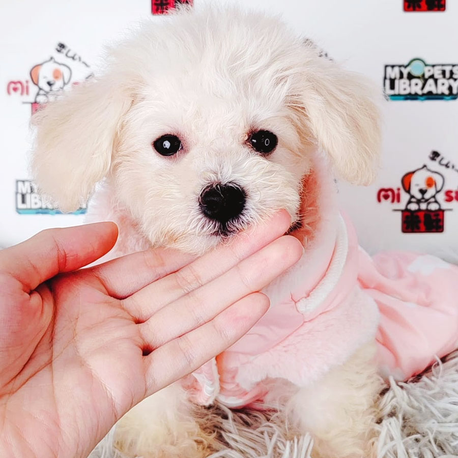 Toy Poodle Puppy (Female) For Sale