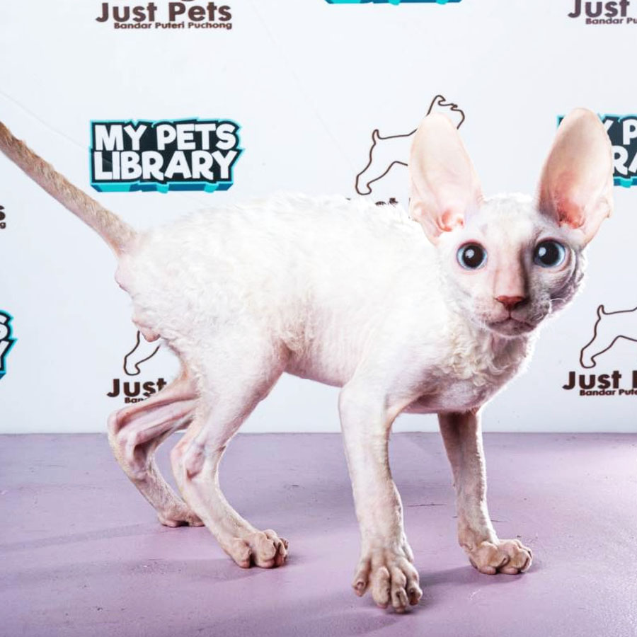 Cornish Rex Kitten (Male) For Sale