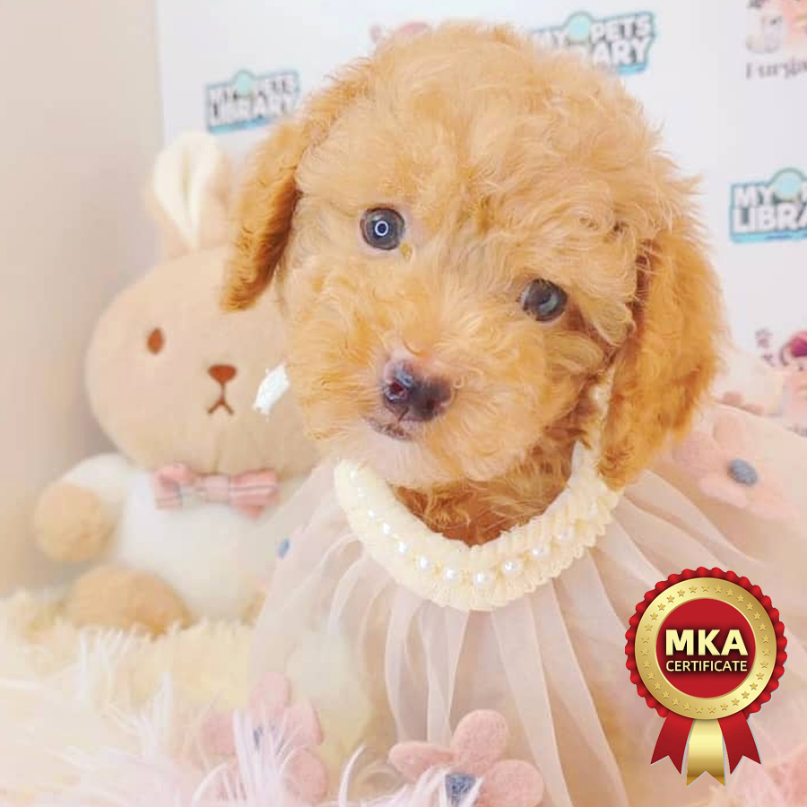MKA Toy Poodle Puppy (Male) For Sale