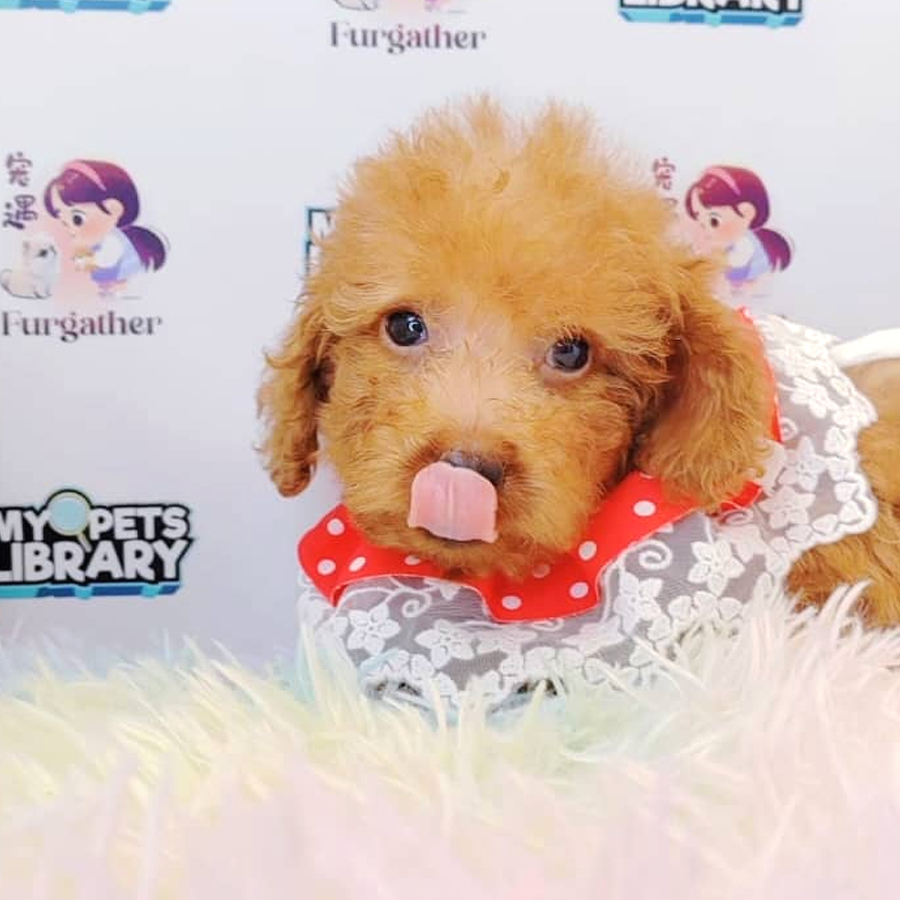 Toy Poodle Puppy (Male) For Sale