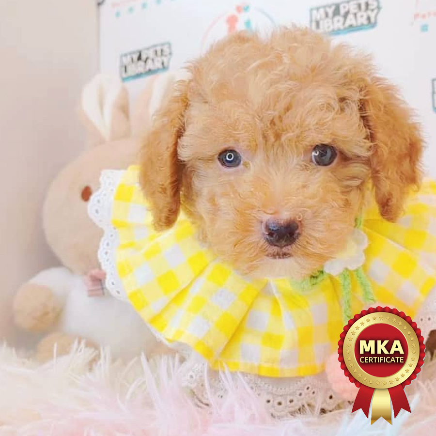 MKA Toy Poodle Puppy (Male) For Sale