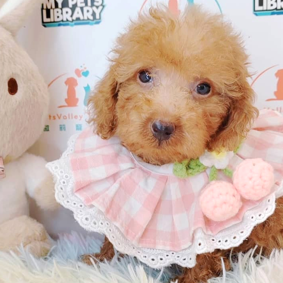 Toy Poodle Puppy (Male) For Sale