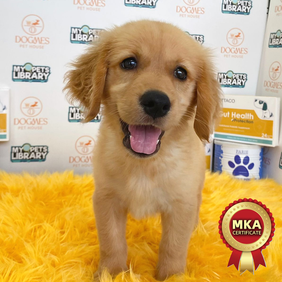 MKA Golden Retriever Puppy (Female) For Sale