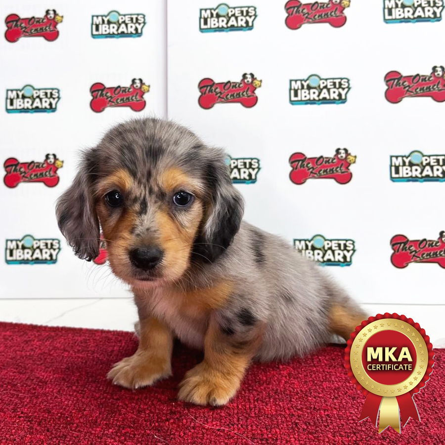 MKA Miniature Long Coat Dachshund Puppy (Male) For Sale