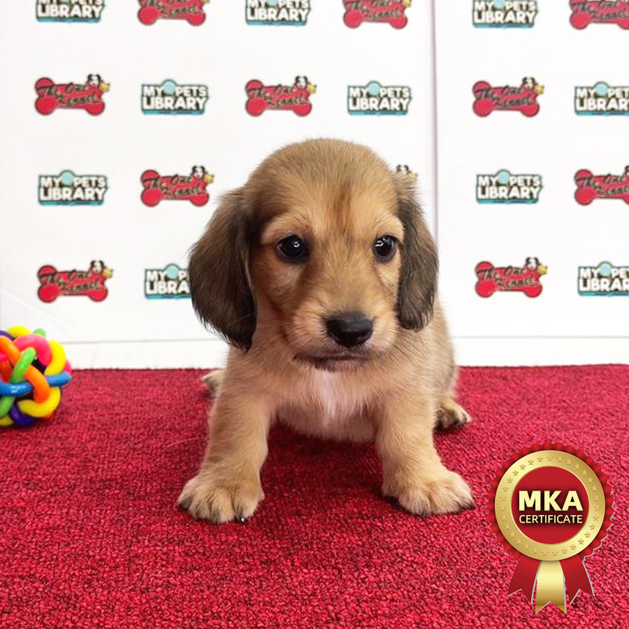 MKA Miniature Long Coat Dachshund Puppy (Male) For Sale