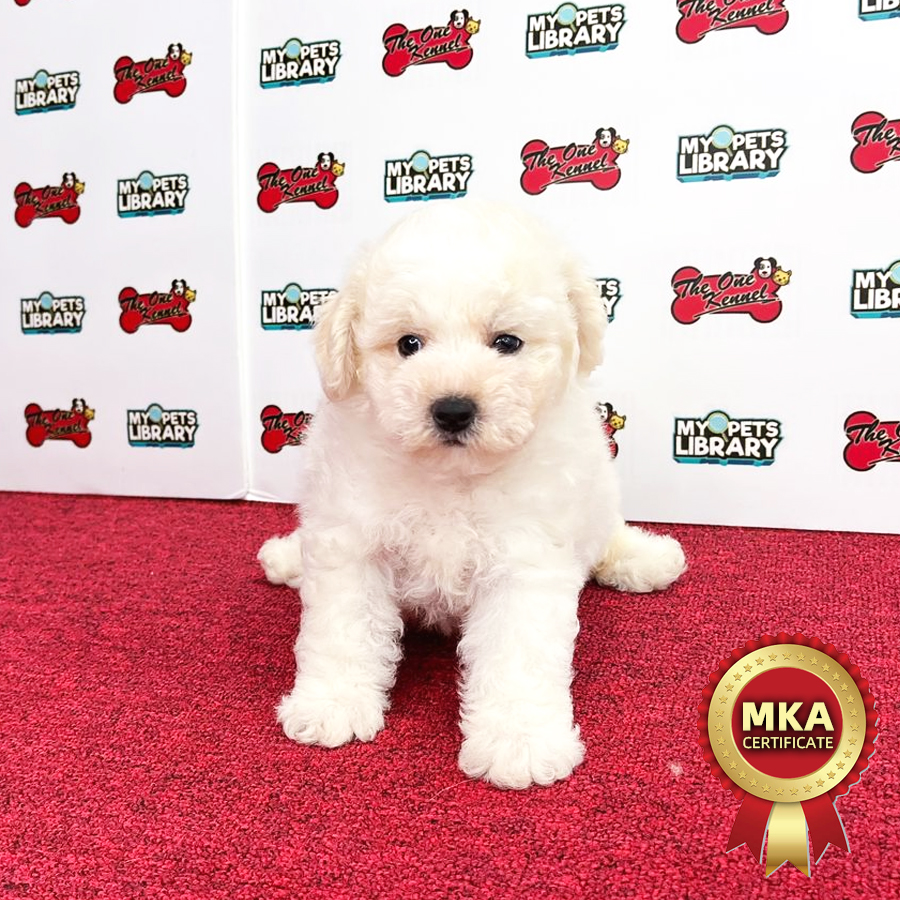 MKA Bichon Frise Puppy (Male) For Sale