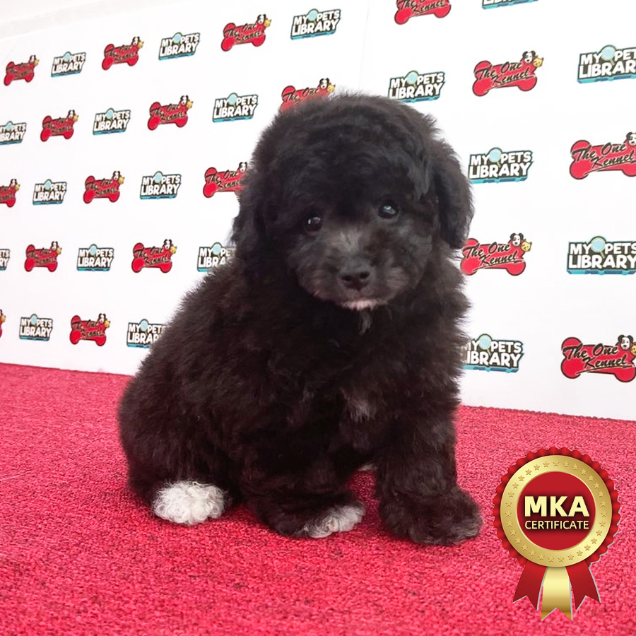 MKA Toy Poodle Puppy (Male) For Sale