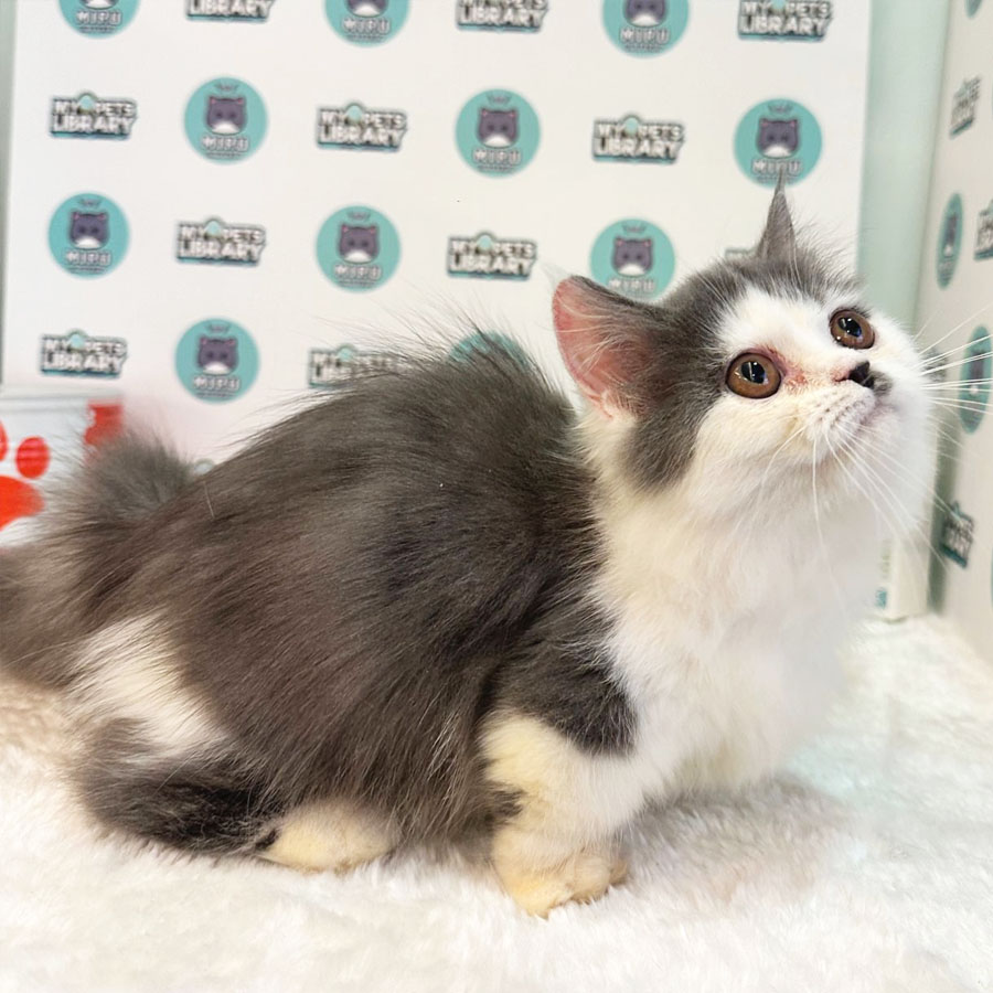 Minuet Napoleon Kitten (Female) For Sale