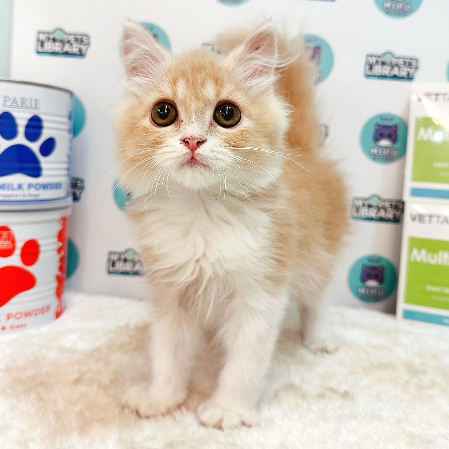 Persian Kitten (Male) For Sale
