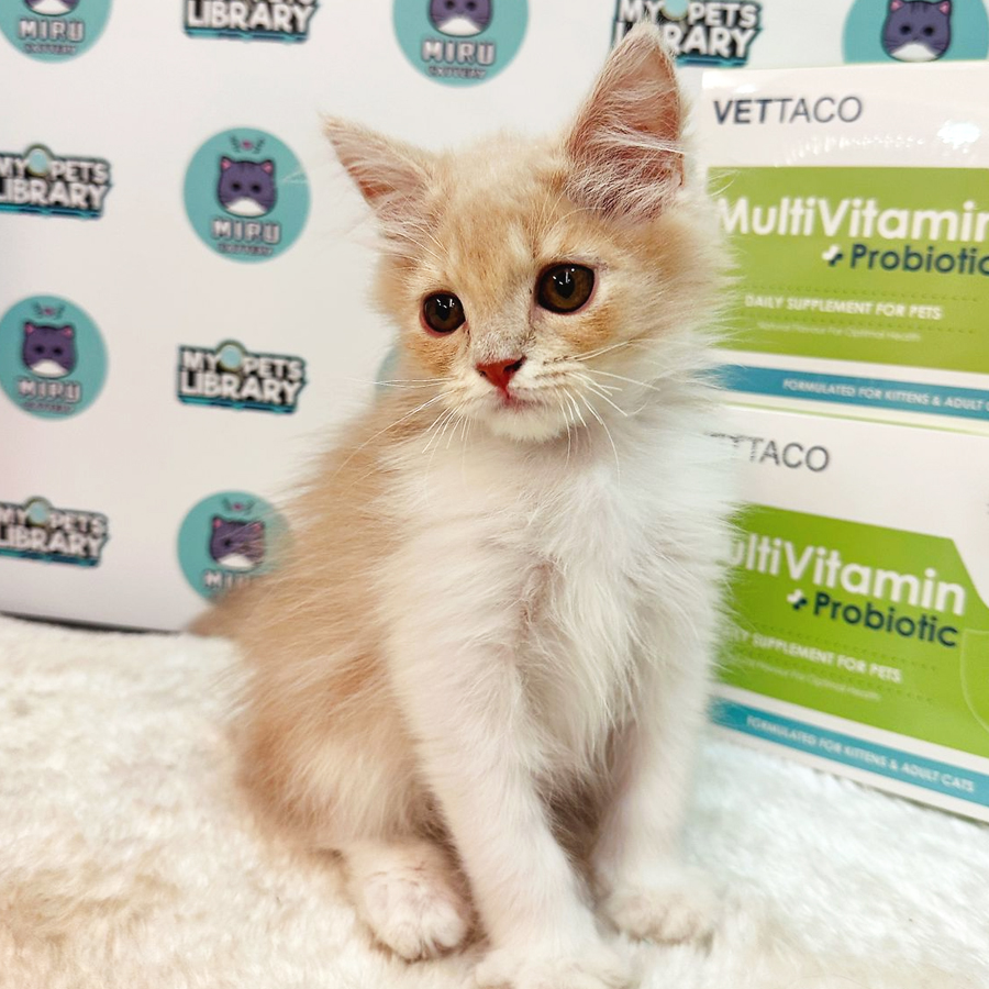 Persian Kitten (Male) For Sale