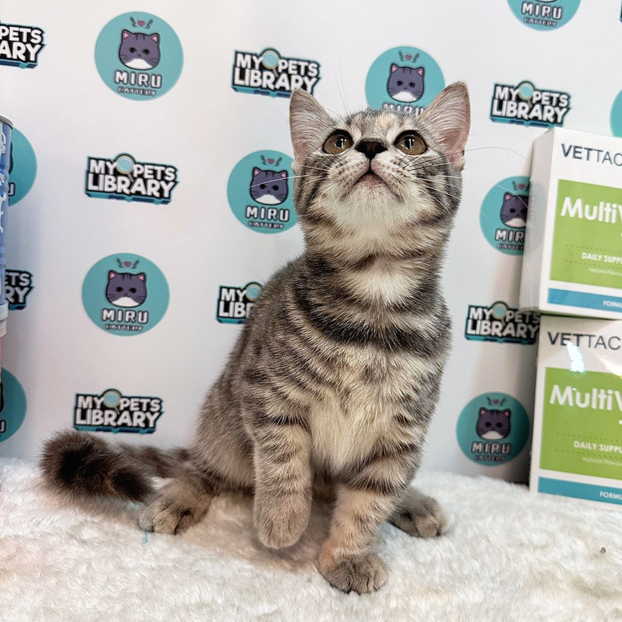 Munchkin British Shorthair Kitten (Female) For Sale