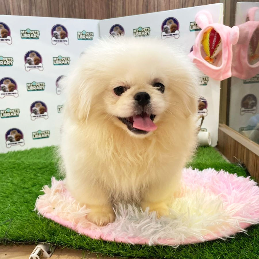 Pekingese Puppy (Female) For Sale