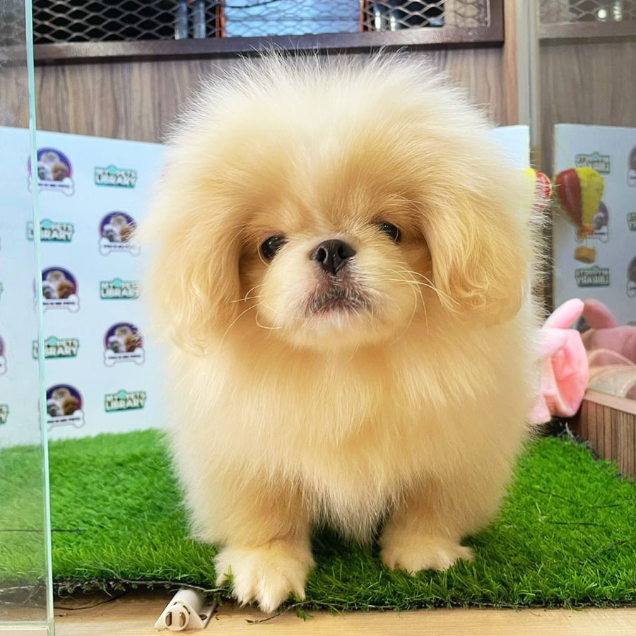 Pekingese Puppy (Male) For Sale