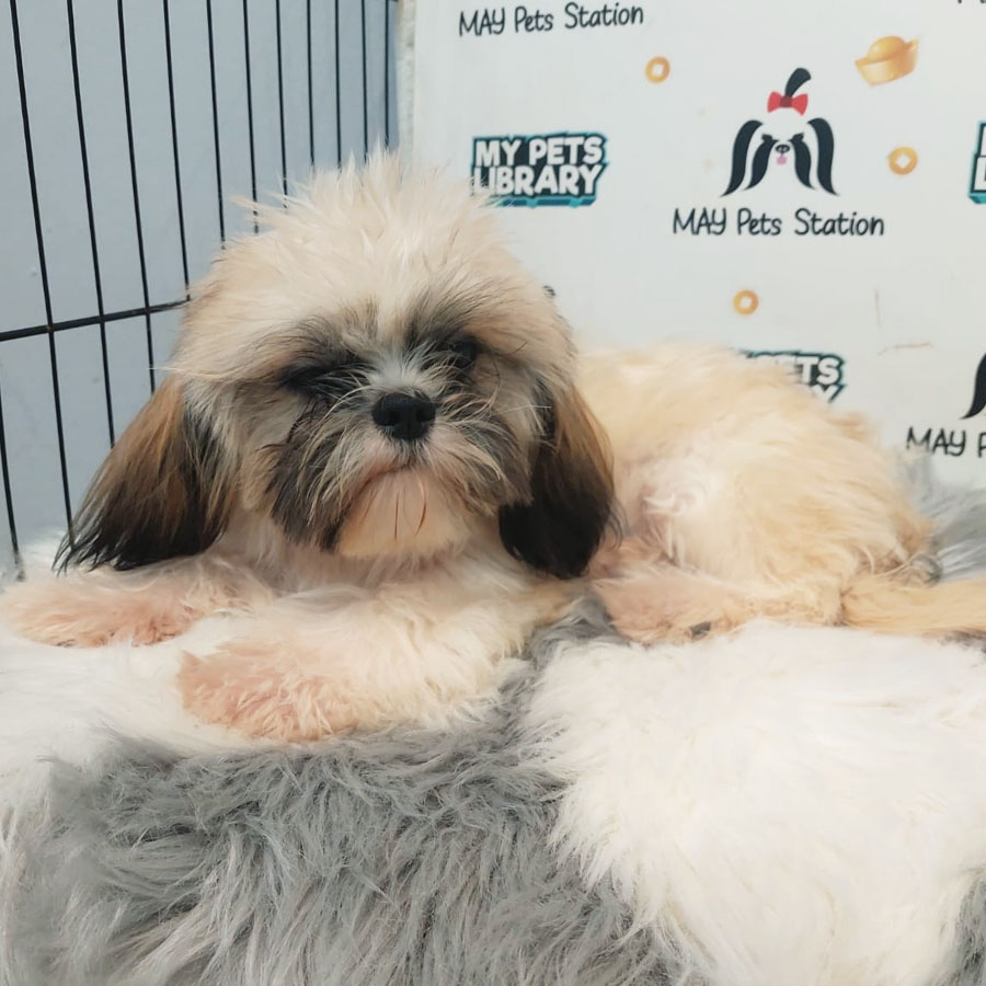 Shih Tzu Puppy (Male) For Sale