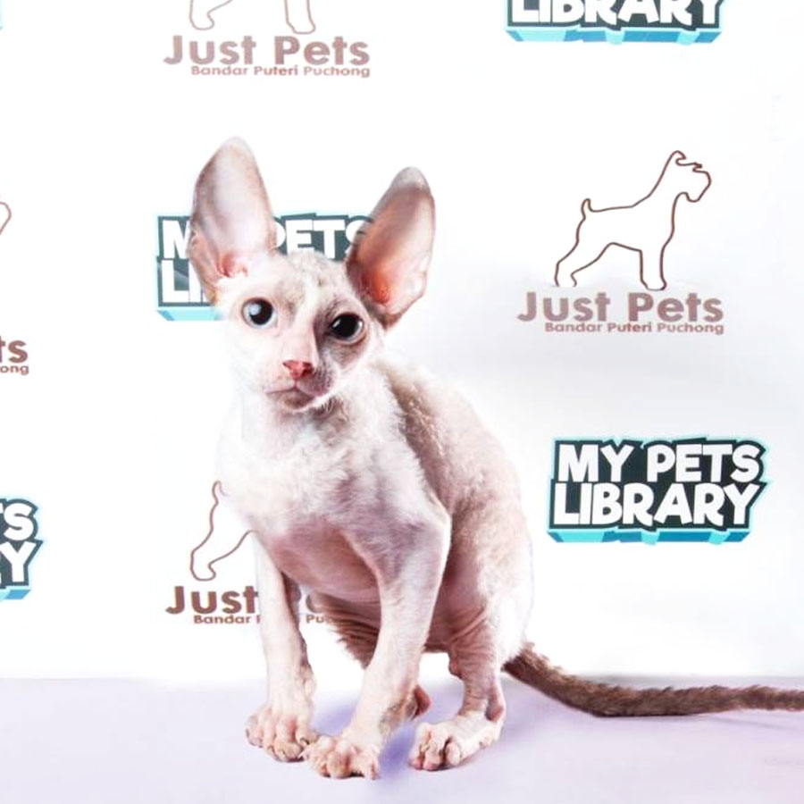 Cornish Rex Kitten (Male) For Sale