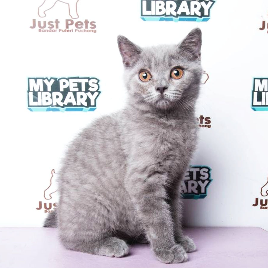 British Shorthair Kitten (Male) For Sale