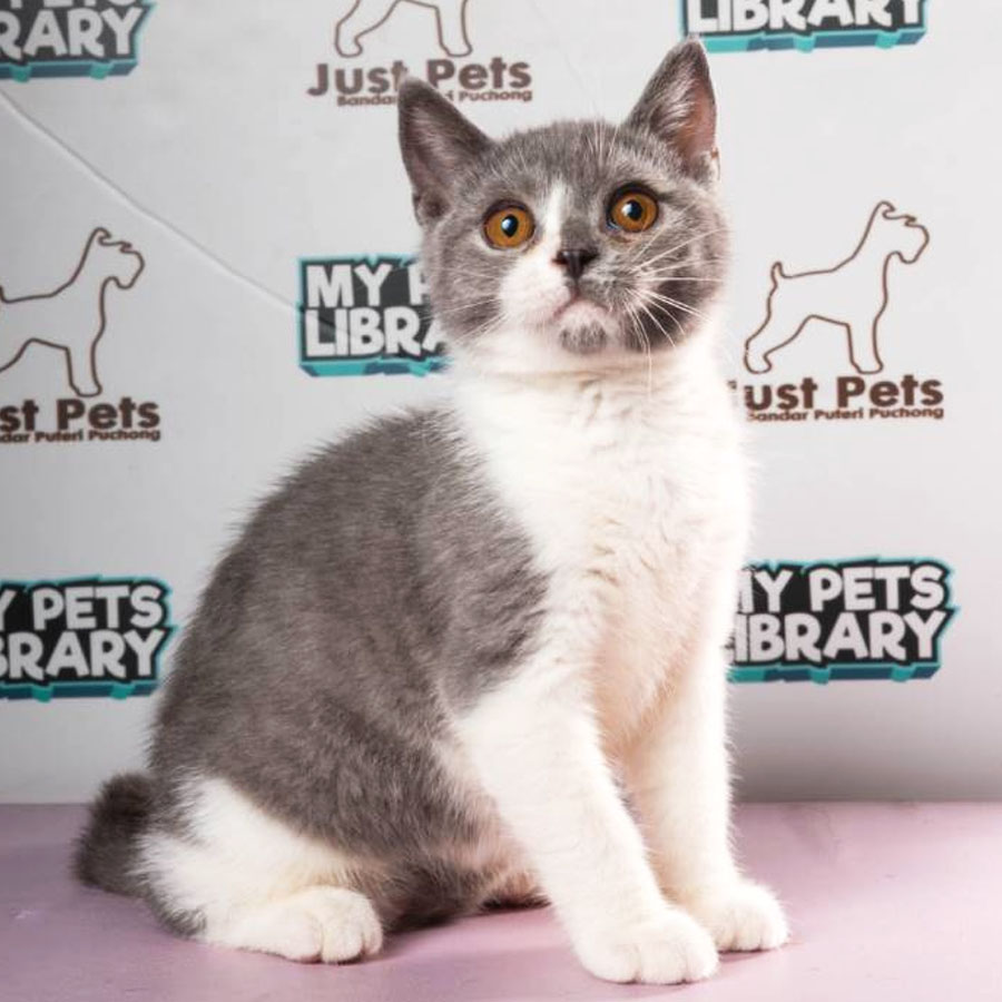 British Shorthair Kitten (Male) For Sale