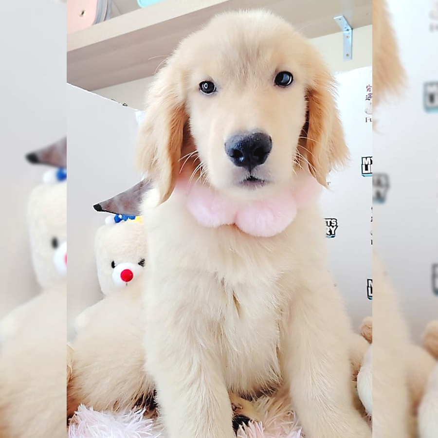 Golden Retriever Puppy (Male) For Sale
