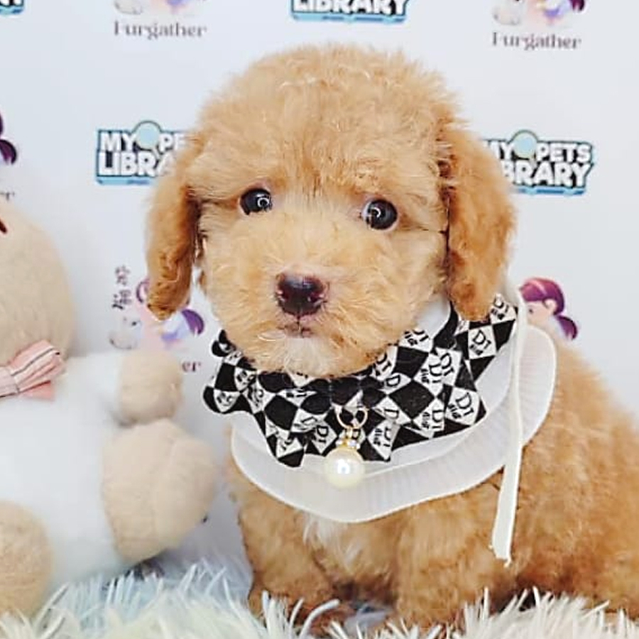 Toy Poodle Puppy (Male) For Sale
