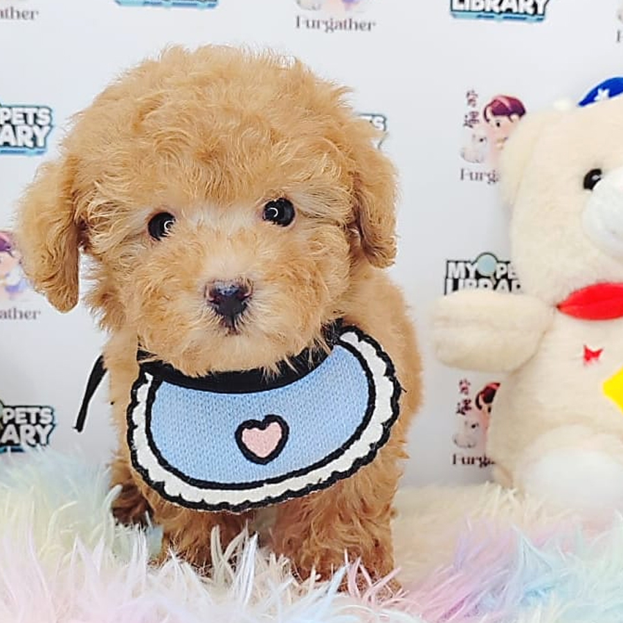 Tiny Poodle Puppy (Male) For Sale