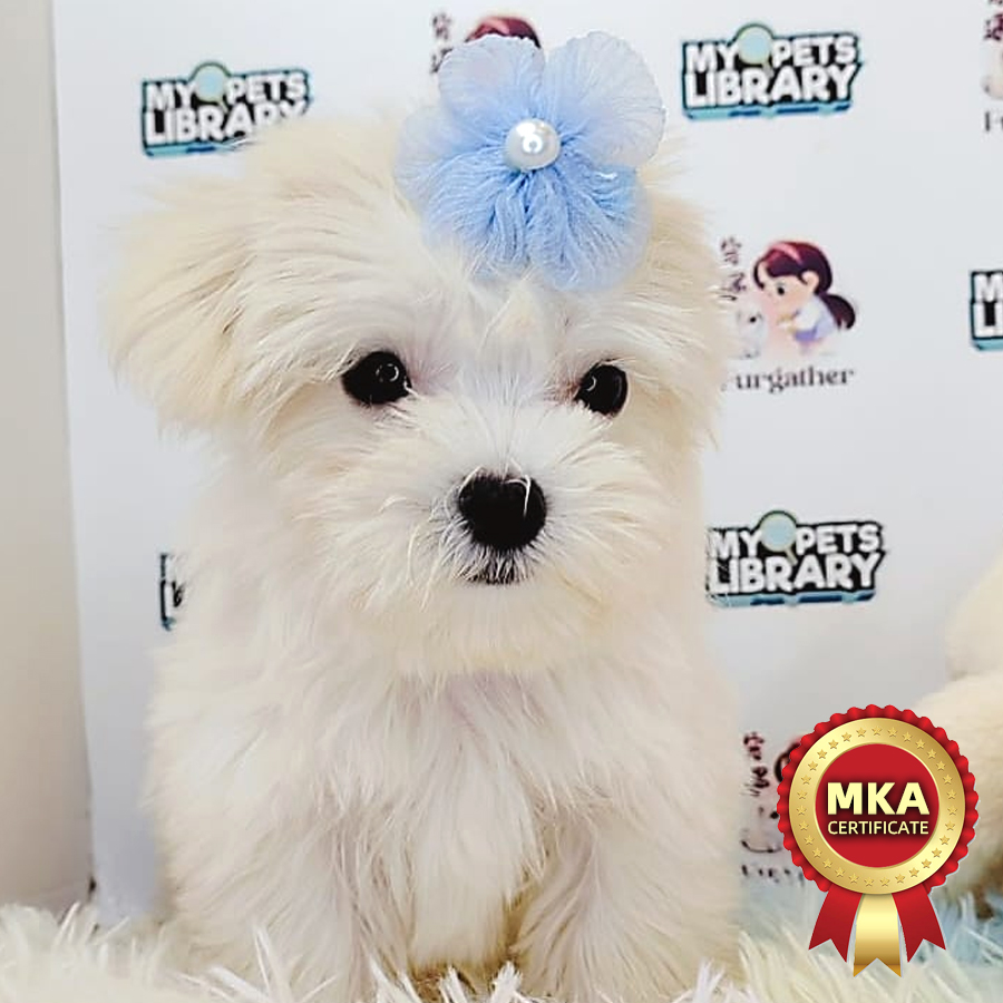 MKA Maltese Puppy (Male) For Sale
