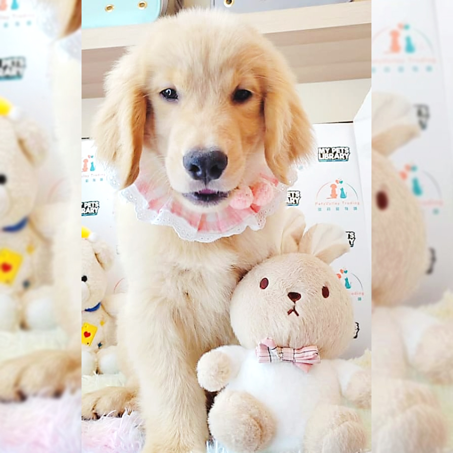 Golden Retriever Puppy (Male) For Sale