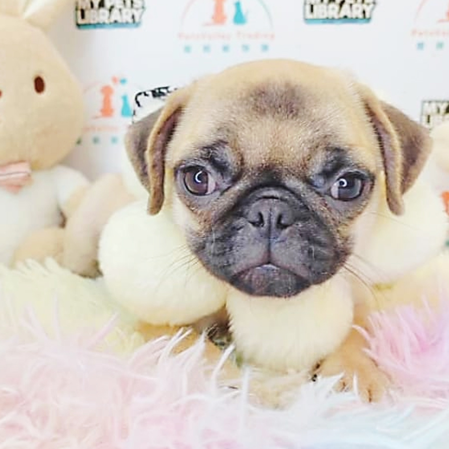 Pug Puppy (Female) For Sale