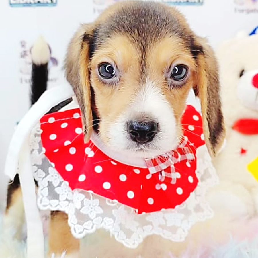 Beagle Puppy (Male) For Sale