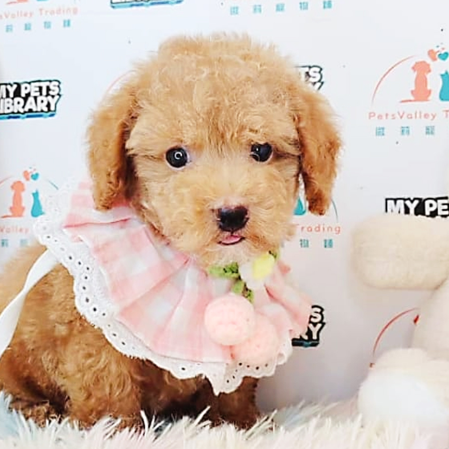 Toy Poodle Puppy (Male) For Sale