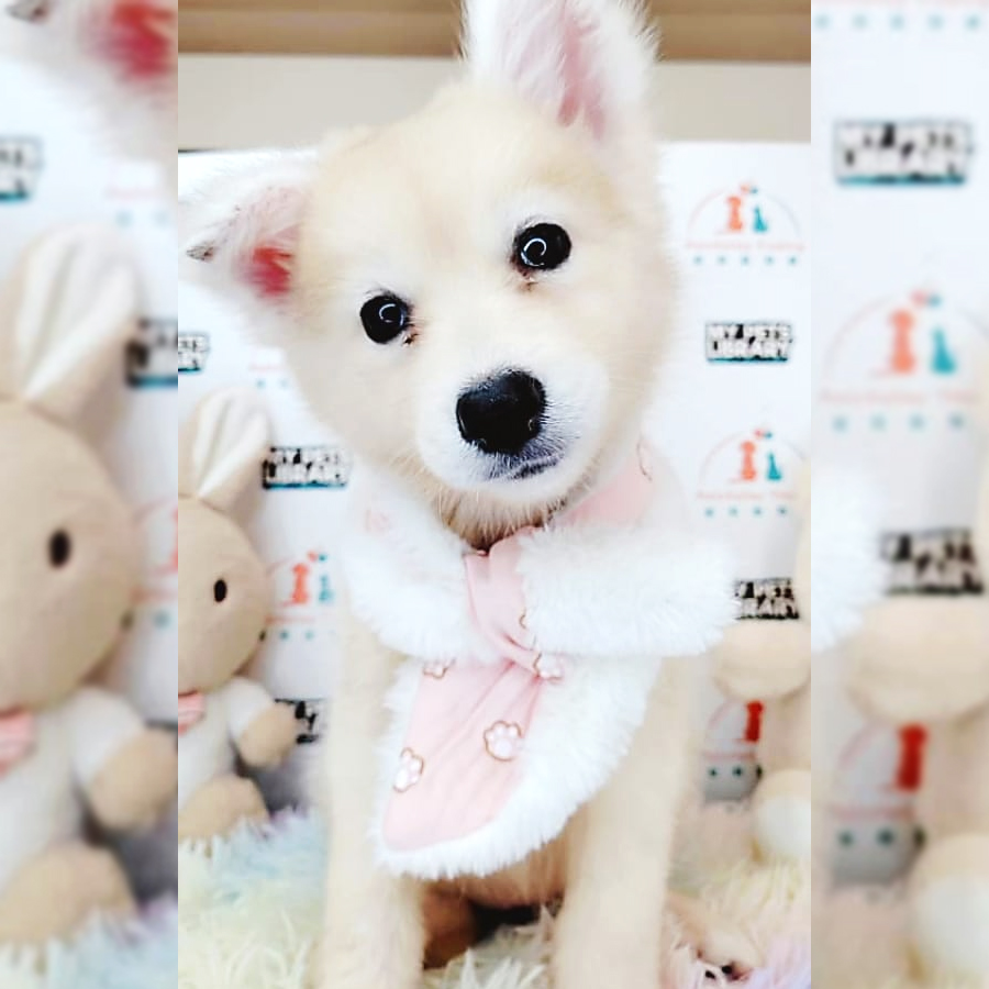 Pomsky Puppy (Female) For Sale