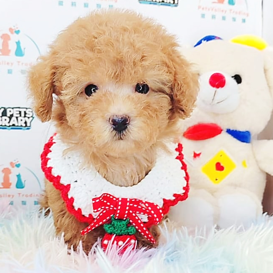 Tiny Poodle Puppy (Male) For Sale