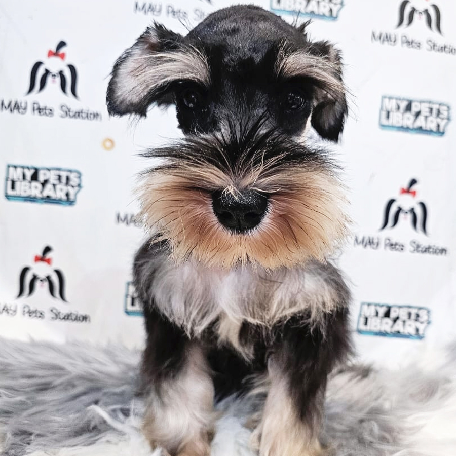 Schnauzer Puppy (Female) For Sale