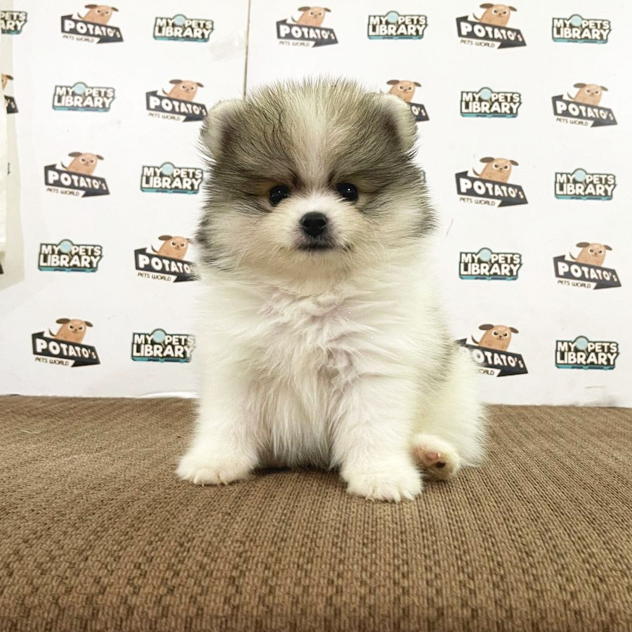 Pomeranian Puppy (Male) For Sale