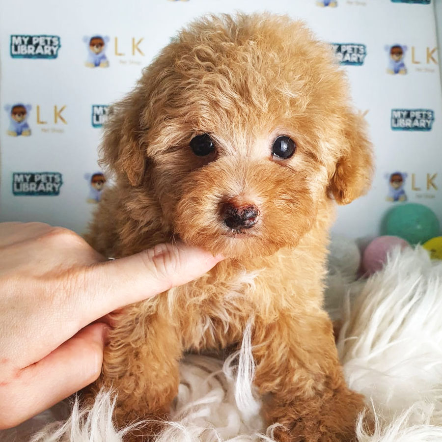 Toy Poodle Puppy (Female) For Sale