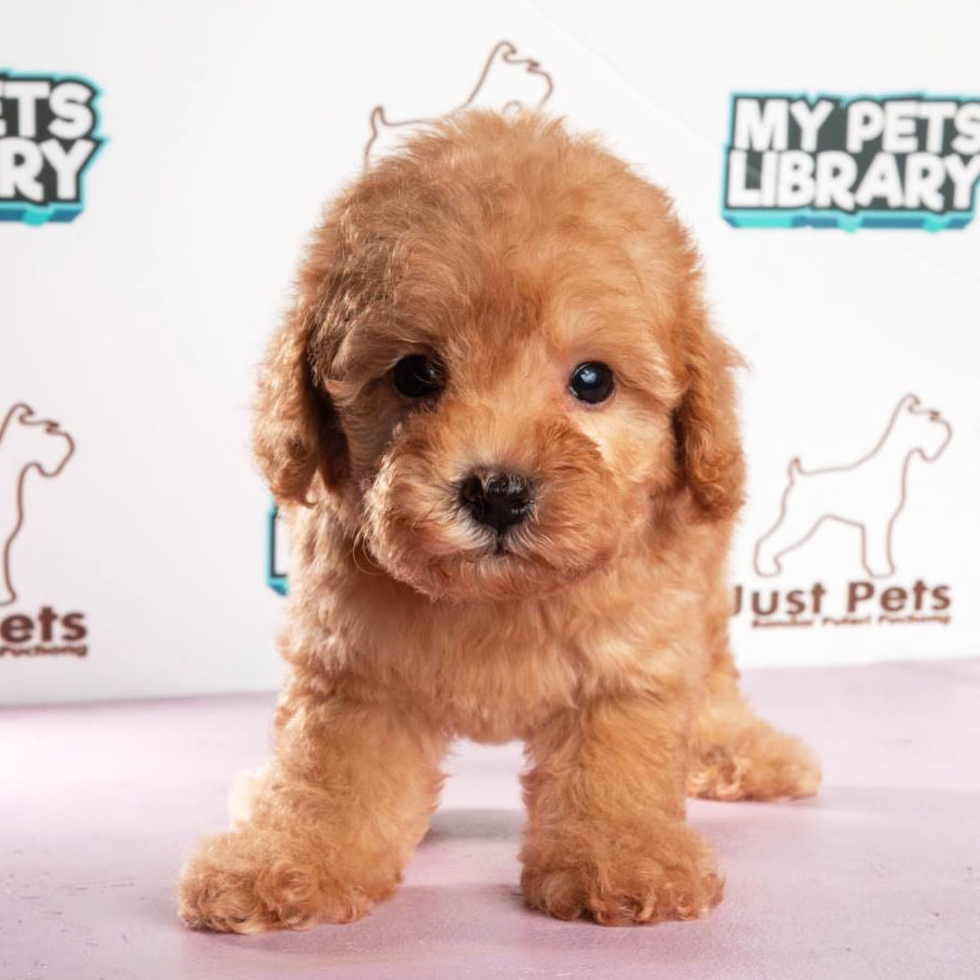 Toy Poodle Puppy (Male) For Sale
