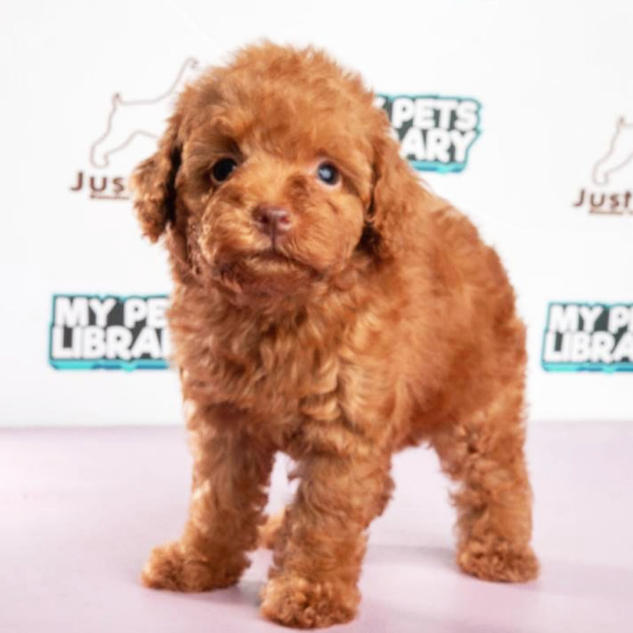 Toy Poodle Puppy (Female) For Sale