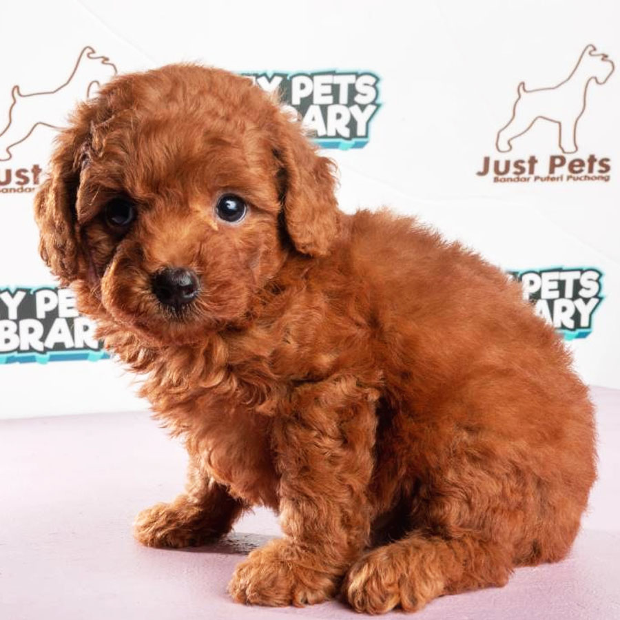 Toy Poodle Puppy (Male) For Sale