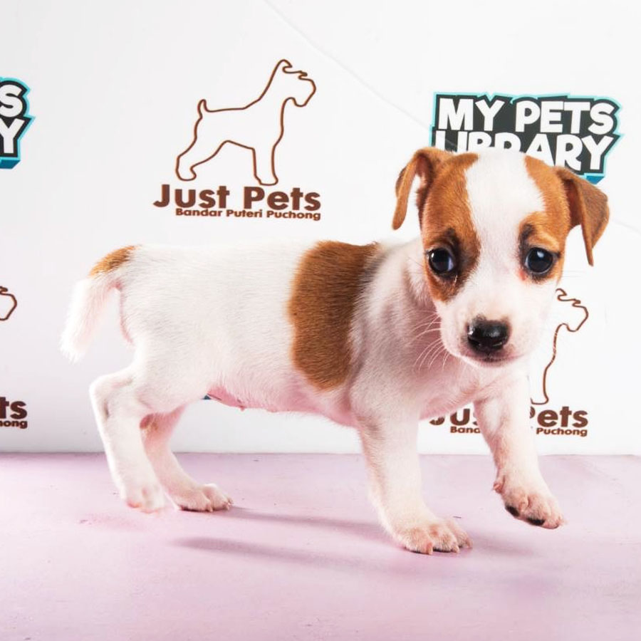 Jack Russell Puppy (Female) For Sale