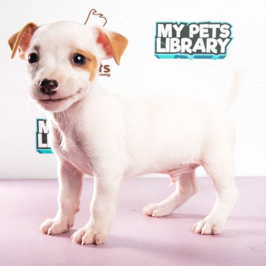 Jack Russell Puppy (Male) For Sale