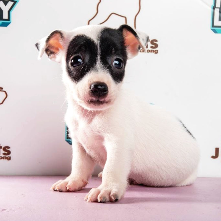 Jack Russell Puppy (Male) For Sale