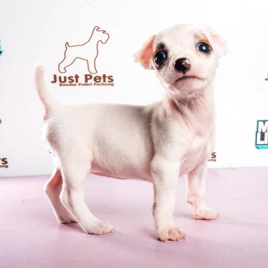 Jack Russell Puppy (Female) For Sale