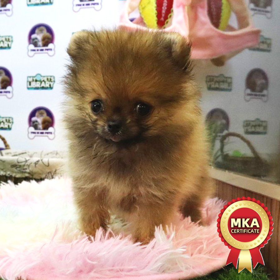 MKA Teacup Pomeranian Puppy (Female) For Sale