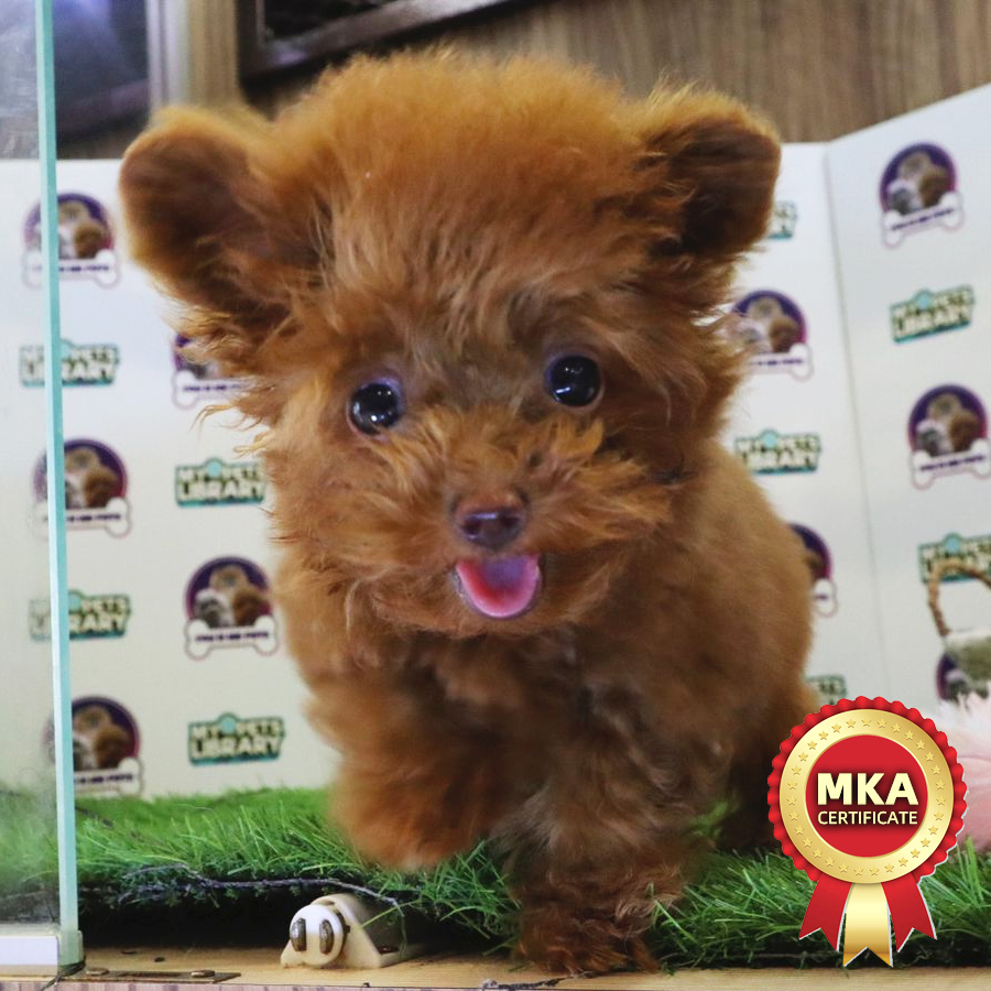 MKA Teacup Poodle Puppy (Female) For Sale