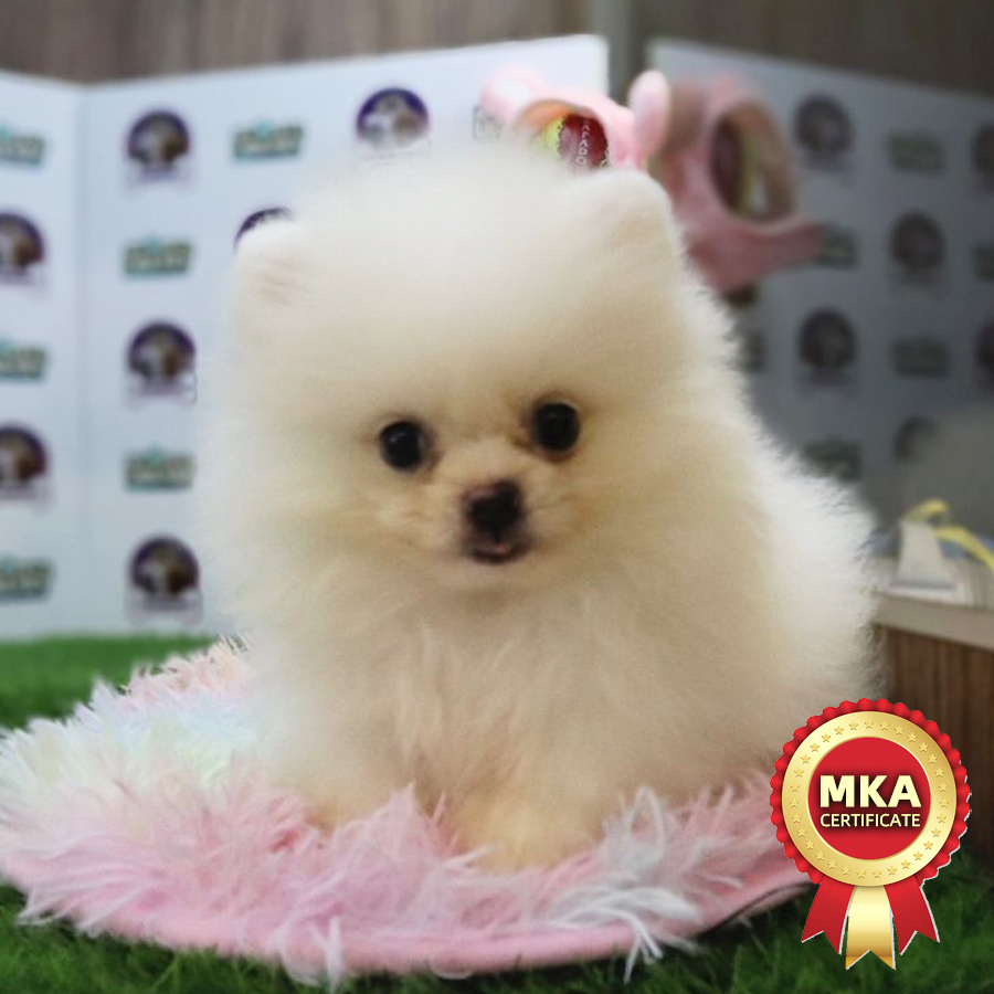MKA Tiny Pomeranian Puppy (Male) For Sale
