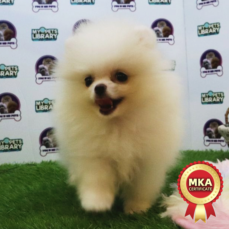 MKA Tiny Pomeranian Puppy (Female) For Sale