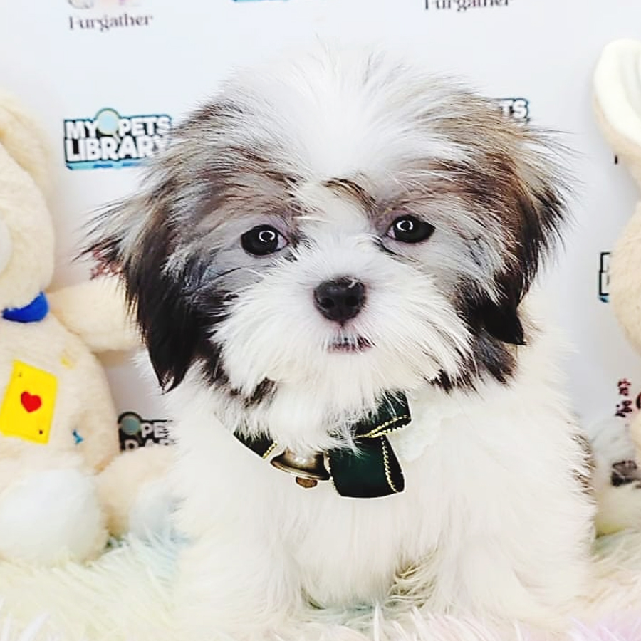 Shih Tzu Puppy (Female) For Sale