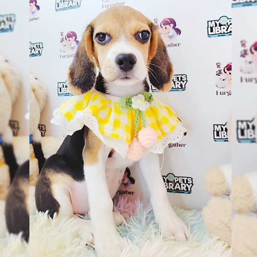 Beagle Puppy (Male) For Sale