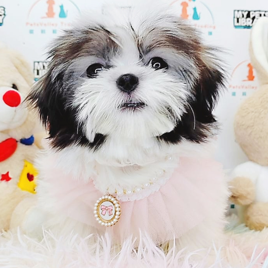 Shih Tzu Puppy (Male) For Sale